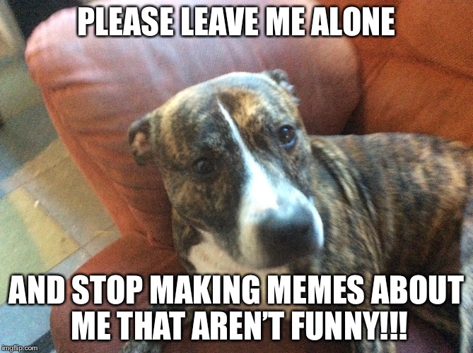 PLEASE LEAVE ME ALONE; AND STOP MAKING MEMES ABOUT ME THAT AREN’T FUNNY!!! | image tagged in memes | made w/ Imgflip meme maker