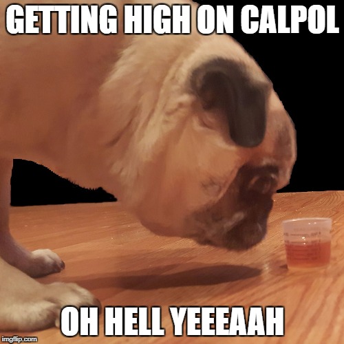 Pharmacy Pug Conversions | GETTING HIGH ON CALPOL; OH HELL YEEEAAH | image tagged in pharmacy pug conversions | made w/ Imgflip meme maker