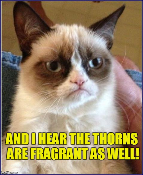 AND I HEAR THE THORNS ARE FRAGRANT AS WELL! | made w/ Imgflip meme maker