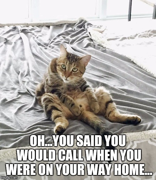 Ralphie Having "Fun" | OH...YOU SAID YOU WOULD CALL WHEN YOU WERE ON YOUR WAY HOME... | image tagged in cats,funny cats,hey,oh shit,caught in the act,licking | made w/ Imgflip meme maker
