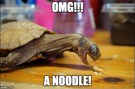 OMG A NOODLE!! | OMG!!! A NOODLE! | image tagged in turtle,animals,angry noodle | made w/ Imgflip meme maker