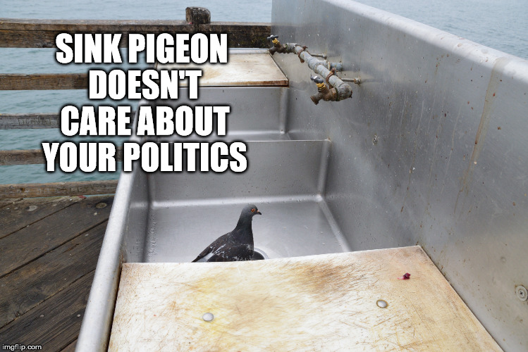 SINK PIGEON DOESN'T CARE ABOUT YOUR POLITICS | image tagged in sink pigeon | made w/ Imgflip meme maker