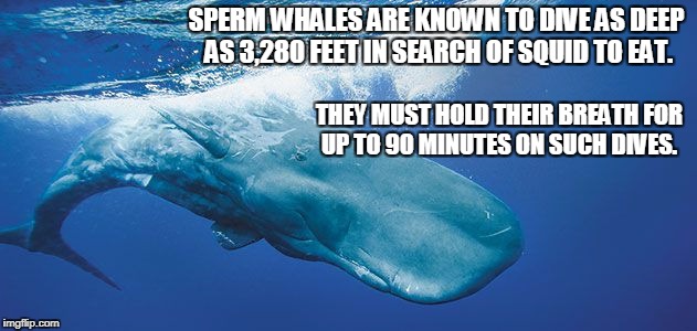Sperm whale fact | SPERM WHALES ARE KNOWN TO DIVE AS DEEP AS 3,280 FEET IN SEARCH OF SQUID TO EAT. THEY MUST HOLD THEIR BREATH FOR UP TO 90 MINUTES ON SUCH DIVES. | image tagged in whales | made w/ Imgflip meme maker