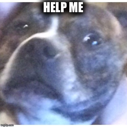RIP dog | HELP ME | image tagged in scareddog | made w/ Imgflip meme maker