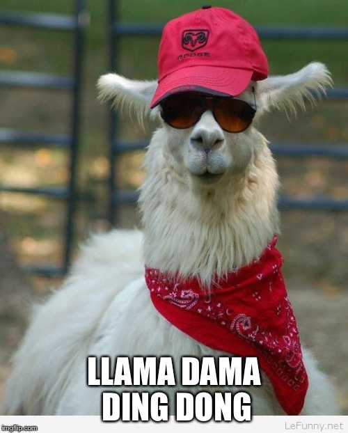 LLAMA DAMA DING DONG | image tagged in funny meme,llama | made w/ Imgflip meme maker