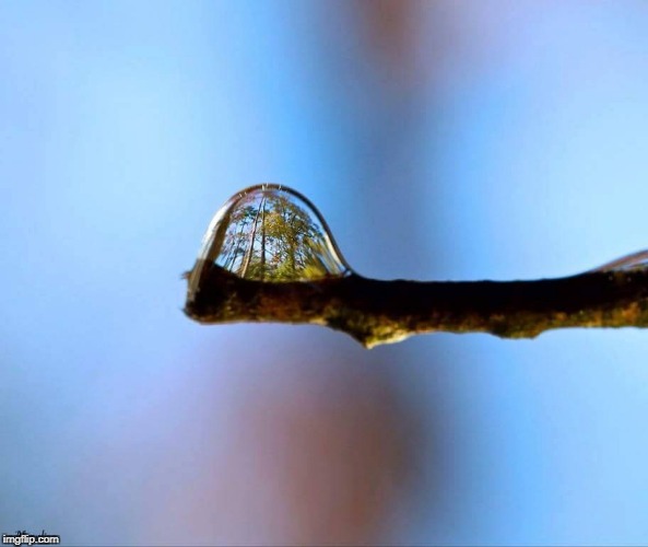 Forest in a dewdrop | image tagged in happy birthday | made w/ Imgflip meme maker
