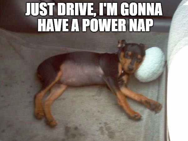 Like a Boss on his first ride in the car | JUST DRIVE, I'M GONNA HAVE A POWER NAP | image tagged in meme,boss,dog,puppy | made w/ Imgflip meme maker