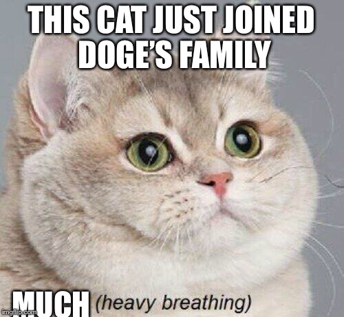 Much true, so meme (Doge week, a haramisbae event, Nov. 13-Nov. 20) enjoy ;)  | THIS CAT JUST JOINED DOGE’S FAMILY; MUCH | image tagged in much wow | made w/ Imgflip meme maker