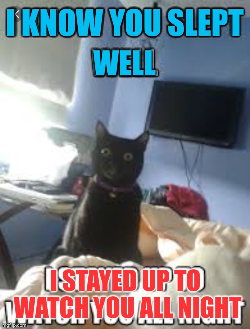 Overly Attached Cat | I KNOW YOU SLEPT; WELL; I STAYED UP TO WATCH YOU ALL NIGHT | image tagged in memes,overly attached girlfriend,overly attached girlfriend weekend | made w/ Imgflip meme maker