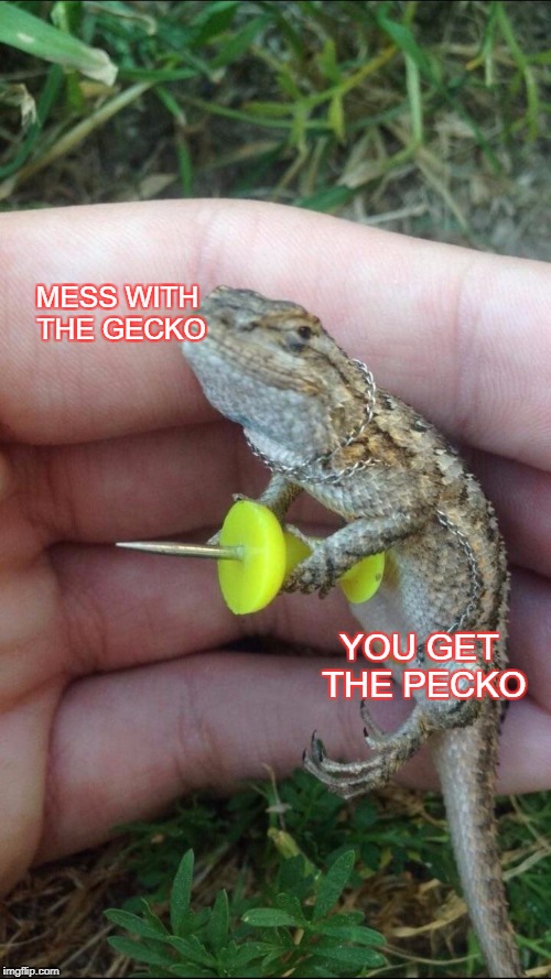 disclaimer: image not intended for Geico™ advertising | MESS WITH THE GECKO; YOU GET THE PECKO | image tagged in gecko | made w/ Imgflip meme maker