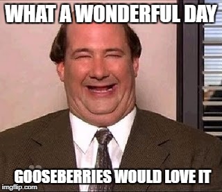 The Office Kevin | WHAT A WONDERFUL DAY; GOOSEBERRIES WOULD LOVE IT | image tagged in the office kevin | made w/ Imgflip meme maker
