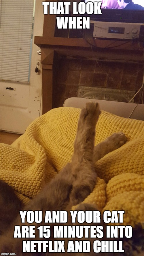 Just Cat Stuff | THAT LOOK WHEN; YOU AND YOUR CAT ARE 15 MINUTES INTO NETFLIX AND CHILL | image tagged in cats,netflix and chill | made w/ Imgflip meme maker