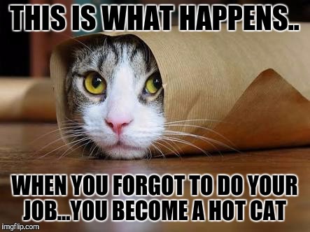 THIS IS WHAT HAPPENS.. WHEN YOU FORGOT TO DO YOUR JOB...YOU BECOME A HOT CAT | image tagged in hot cat | made w/ Imgflip meme maker