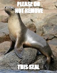 Seal | PLEASE DO NOT REMOVE; THIS SEAL | image tagged in seal | made w/ Imgflip meme maker