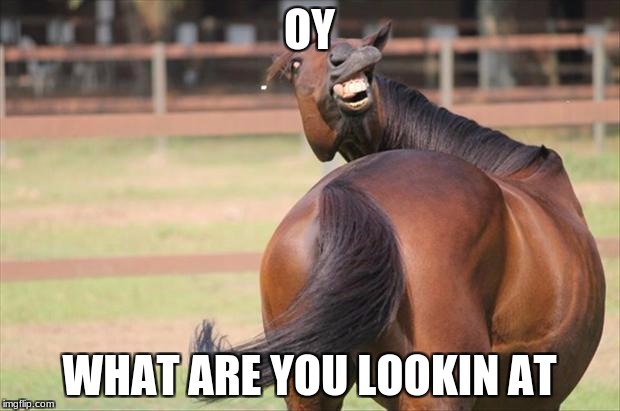 funny horse | OY; WHAT ARE YOU LOOKIN AT | image tagged in funny horse | made w/ Imgflip meme maker