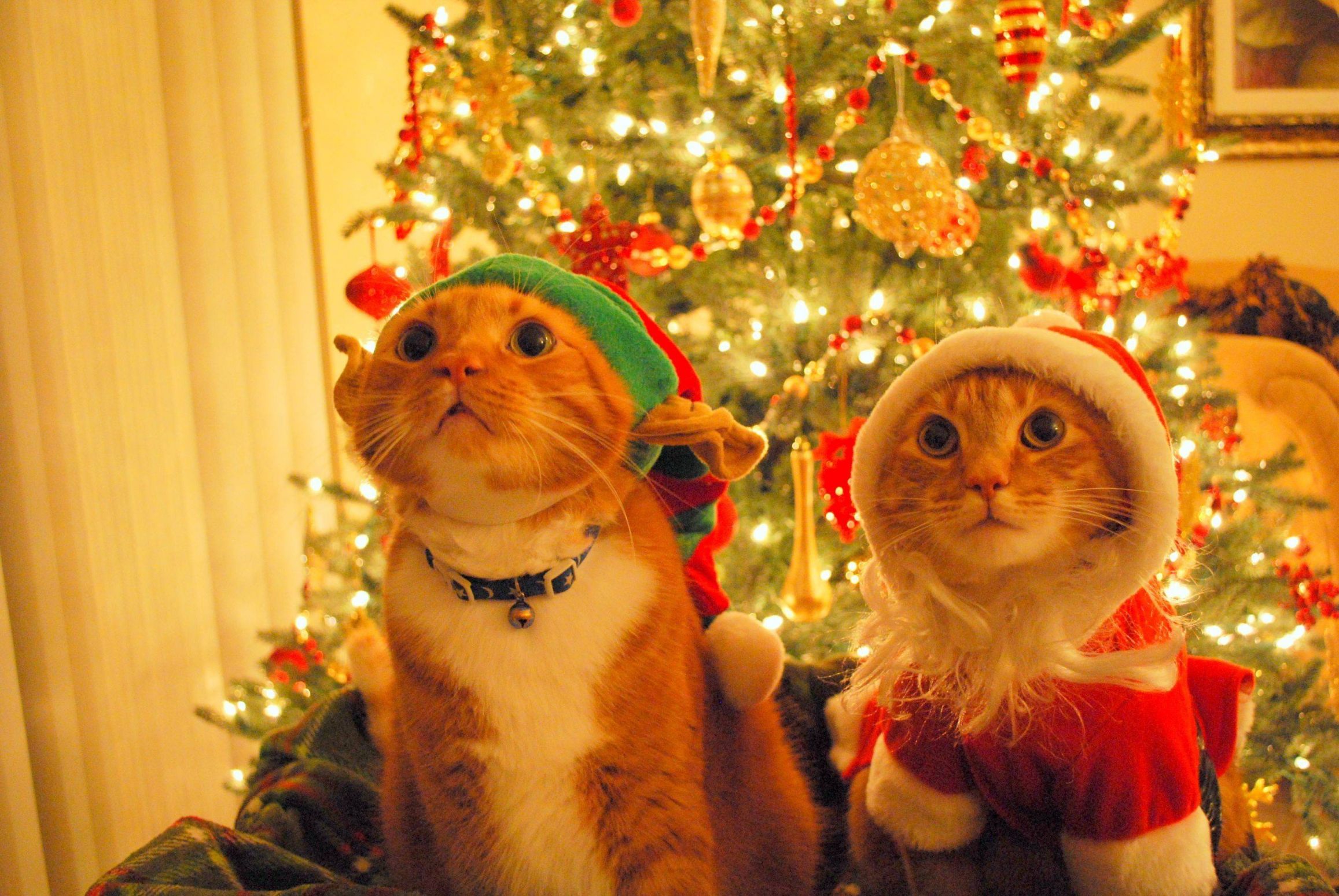 High Quality Christmas Cats hopeful Blank Meme Template