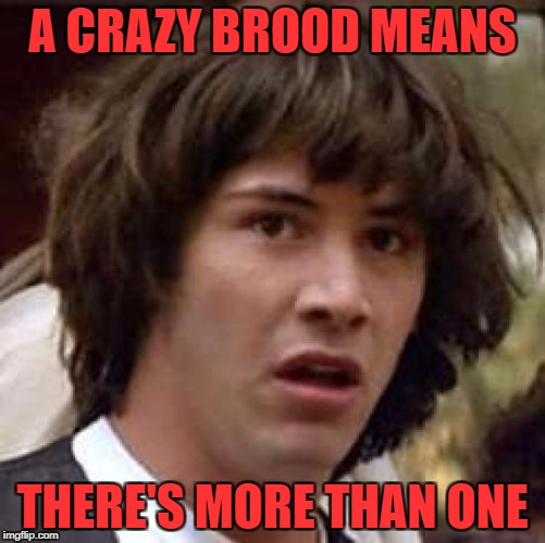 Conspiracy Keanu Meme | A CRAZY BROOD MEANS THERE'S MORE THAN ONE | image tagged in memes,conspiracy keanu | made w/ Imgflip meme maker