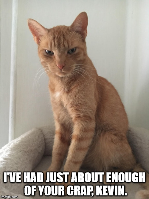 Enough of your Crap | I'VE HAD JUST ABOUT ENOUGH OF YOUR CRAP, KEVIN. | image tagged in kevin,meme,cat,grumpy cat | made w/ Imgflip meme maker
