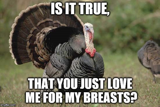 IS IT TRUE, THAT YOU JUST LOVE ME FOR MY BREASTS? | image tagged in turkey2 | made w/ Imgflip meme maker