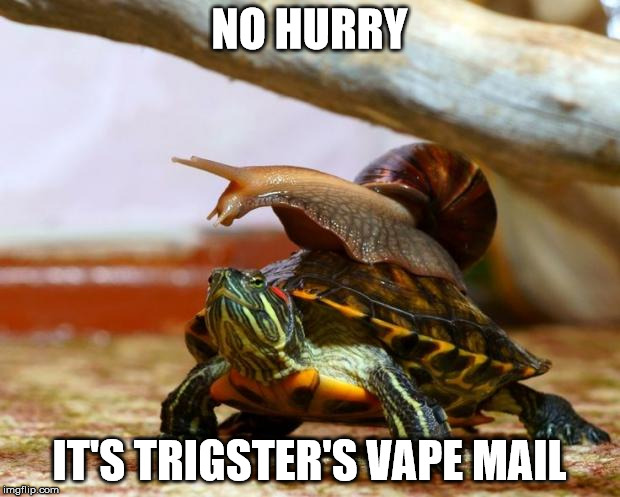 snail on a turtle | NO HURRY; IT'S TRIGSTER'S VAPE MAIL | image tagged in snail on a turtle | made w/ Imgflip meme maker