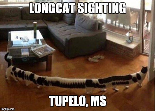 The truth is out there | LONGCAT SIGHTING; TUPELO, MS | image tagged in longcat,tacgnol,tupelo honey,the truth is out there | made w/ Imgflip meme maker