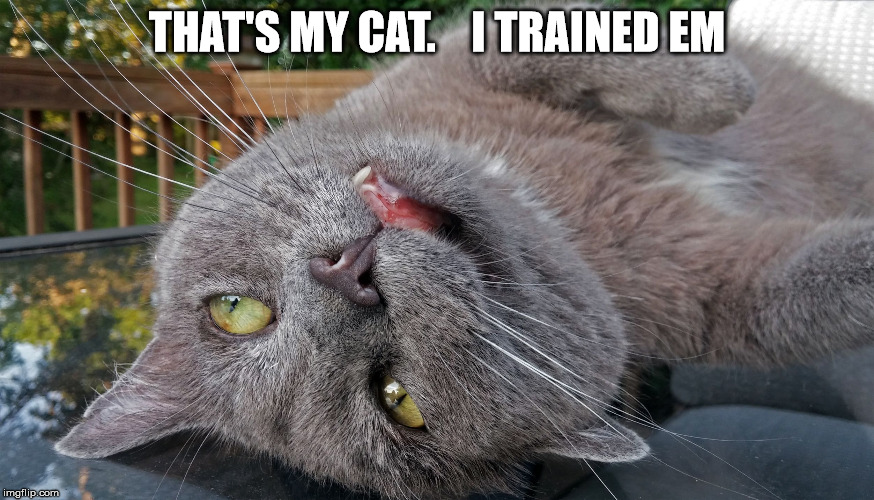 Faded Cat | THAT'S MY CAT.    I TRAINED EM | image tagged in faded cat | made w/ Imgflip meme maker