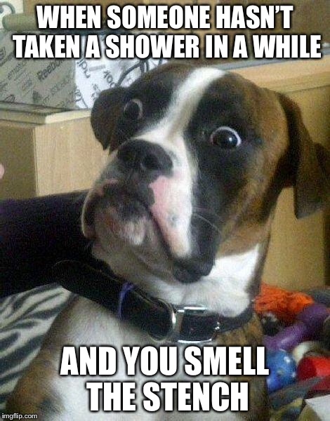 Surprised Dog | WHEN SOMEONE HASN’T TAKEN A SHOWER IN A WHILE; AND YOU SMELL THE STENCH | image tagged in surprised dog | made w/ Imgflip meme maker