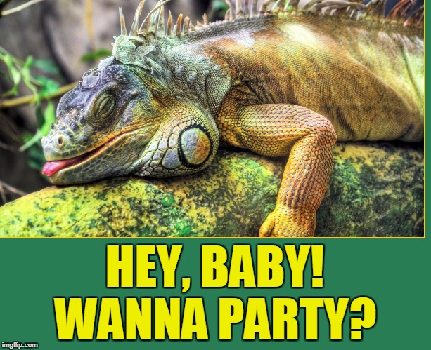 Cheeks, the Sexy Iguana | HEY, BABY! WANNA PARTY? | image tagged in sexy iguana,vince vance,colorful iguana resting,iguana with tongue sticking out,animal meme,iguana with large cheeks | made w/ Imgflip meme maker