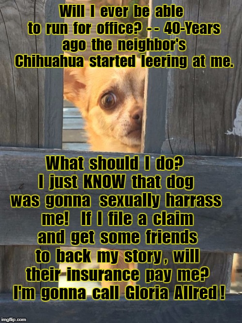 Horrified Chihuahua | Will  I  ever  be  able  to  run  for  office?  - -  40-Years  ago  the  neighbor's  Chihuahua  started  leering  at  me. What  should  I  do?  I  just  KNOW  that  dog  was  gonna 
 sexually  harrass  me!  
 If  I  file  a  claim  and  get  some  friends  to  back  my  story ,  will  their  insurance  pay  me?   I'm  gonna  call  Gloria  Allred ! | image tagged in horrified chihuahua | made w/ Imgflip meme maker