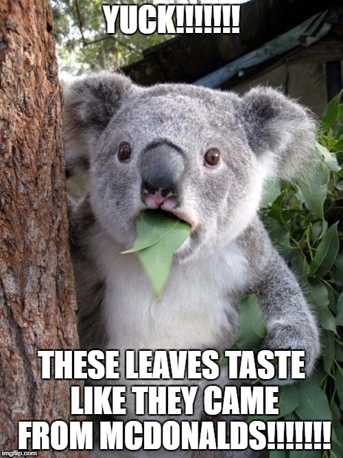 Surprised Koala |  YUCK!!!!!!! THESE LEAVES TASTE LIKE THEY CAME FROM MCDONALDS!!!!!!! | image tagged in memes,surprised koala | made w/ Imgflip meme maker