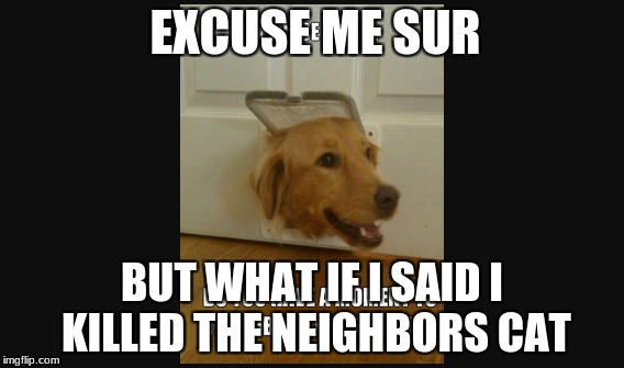 dog | EXCUSE ME SUR; BUT WHAT IF I SAID I KILLED THE NEIGHBORS CAT | image tagged in dog | made w/ Imgflip meme maker