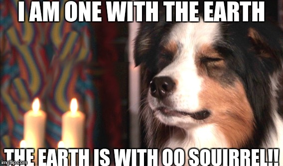 dog | I AM ONE WITH THE EARTH; THE EARTH IS WITH OO SQUIRREL!! | image tagged in dog memes | made w/ Imgflip meme maker