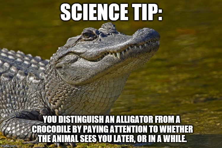 Or just check their University of Florida diploma | SCIENCE TIP:; YOU DISTINGUISH AN ALLIGATOR FROM A CROCODILE BY PAYING ATTENTION TO WHETHER THE ANIMAL SEES YOU LATER, OR IN A WHILE. | image tagged in laughing alligator,crocodile,confused | made w/ Imgflip meme maker
