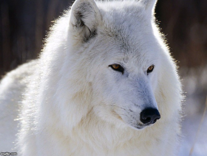 Lobo blanco | image tagged in lobo,animalhermoso | made w/ Imgflip meme maker