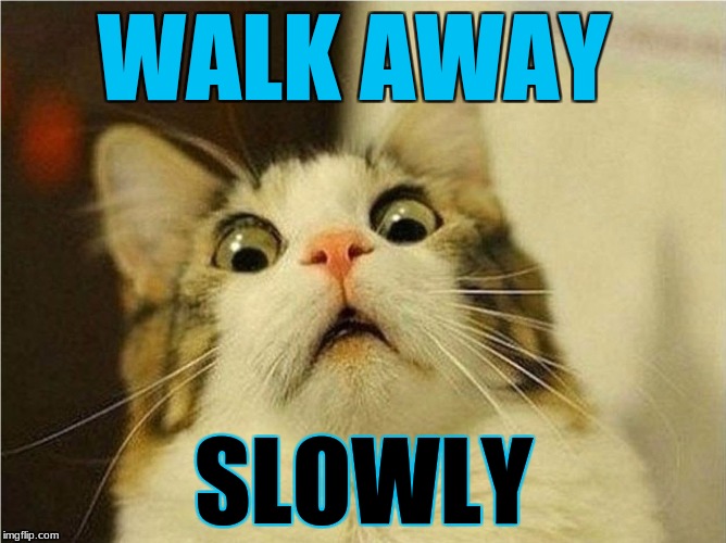 Crazy cat | WALK AWAY; SLOWLY | image tagged in crazy cat | made w/ Imgflip meme maker