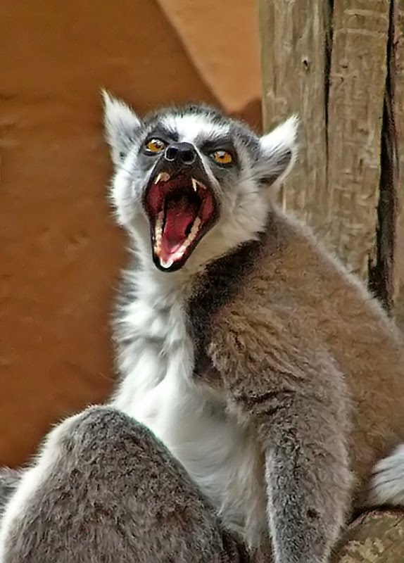 High Quality Pissed Lemur Blank Meme Template