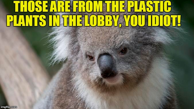 THOSE ARE FROM THE PLASTIC PLANTS IN THE LOBBY, YOU IDIOT! | made w/ Imgflip meme maker