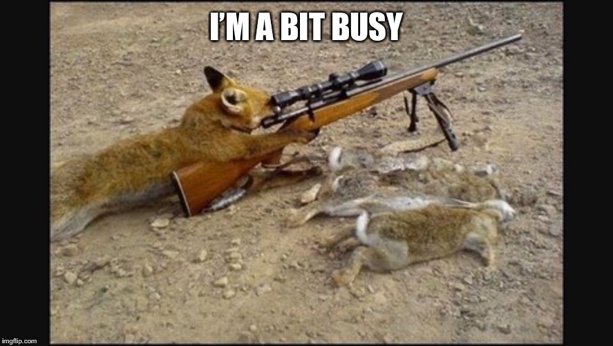 Sniper cat | I’M A BIT BUSY | image tagged in sniper cat | made w/ Imgflip meme maker