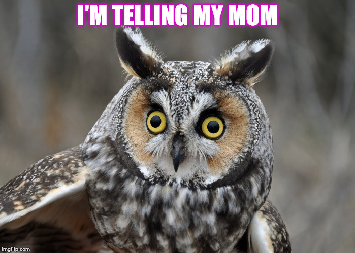 I'M TELLING MY MOM | made w/ Imgflip meme maker