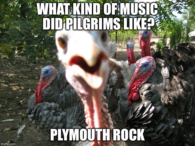 Turkeys | WHAT KIND OF MUSIC DID PILGRIMS LIKE? PLYMOUTH ROCK | image tagged in turkeys | made w/ Imgflip meme maker