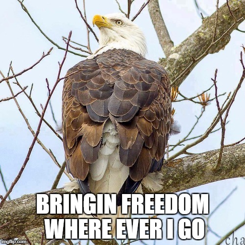 BRINGIN FREEDOM WHERE EVER I GO | image tagged in freedom,patriotic eagle | made w/ Imgflip meme maker