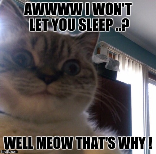 AWWWW I WON'T LET YOU SLEEP ..? WELL MEOW THAT'S WHY ! | image tagged in overly obsessed cat | made w/ Imgflip meme maker