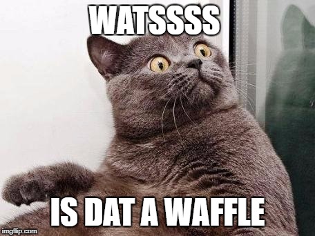Surprised cat | WATSSSS; IS DAT A WAFFLE | image tagged in surprised cat | made w/ Imgflip meme maker