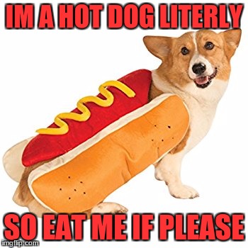 IM A HOT DOG LITERLY; SO EAT ME IF PLEASE | image tagged in hot dog dog | made w/ Imgflip meme maker