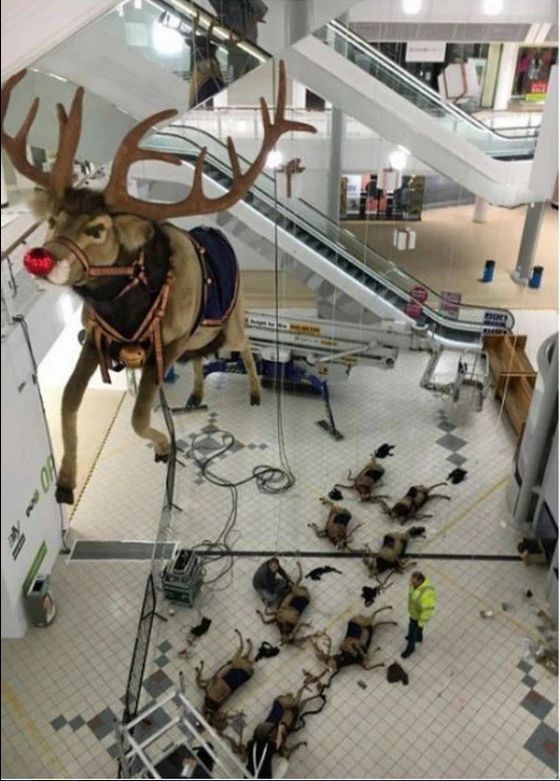 Reindeer on ground Blank Meme Template