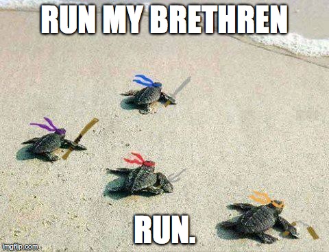 image tagged in funny,turtles,cute,animals | made w/ Imgflip meme maker