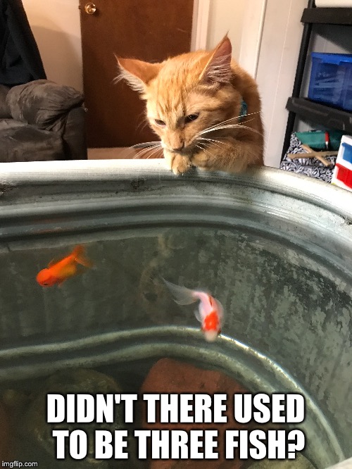 DIDN'T THERE USED TO BE THREE FISH? | image tagged in cats,fish | made w/ Imgflip meme maker