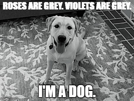 bad dog poetry | ROSES ARE GREY. VIOLETS ARE GREY. I'M A DOG. | image tagged in dog,labrador,color,poetry,grey | made w/ Imgflip meme maker