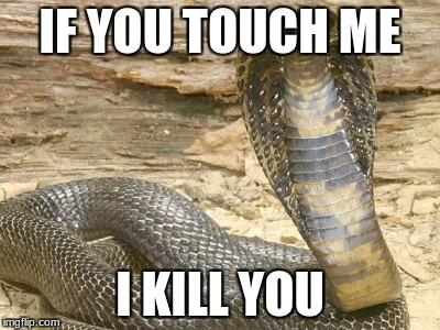 King Cobra | IF YOU TOUCH ME; I KILL YOU | image tagged in king cobra | made w/ Imgflip meme maker