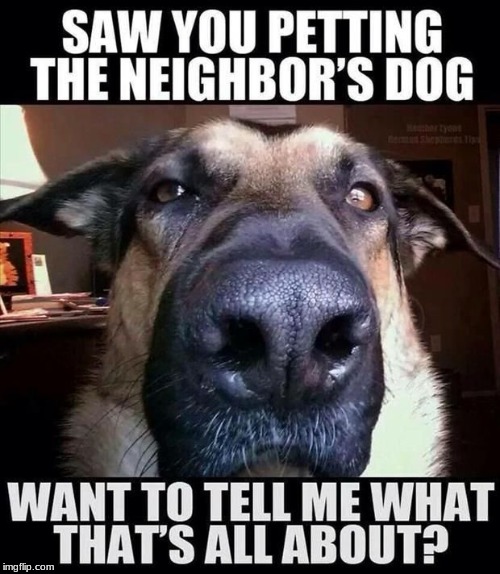 A Sarcastic_For_Days Project! | image tagged in dogs,funny,memes,overly attached girlfriend,neighbor | made w/ Imgflip meme maker